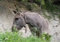 bikephoto_alpe_2019_34